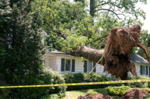 Emergency Tree Service