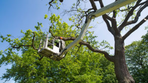 Tree Trimming