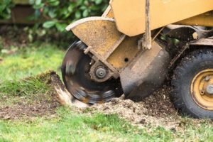 Stump Grinding and Stump Removal in Spring - Spring Stump Grinding