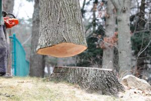 Tree Removal Process in Spring